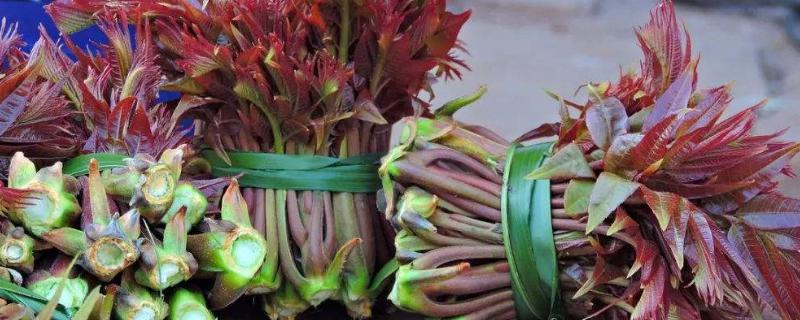 香椿苗的功效与副作用