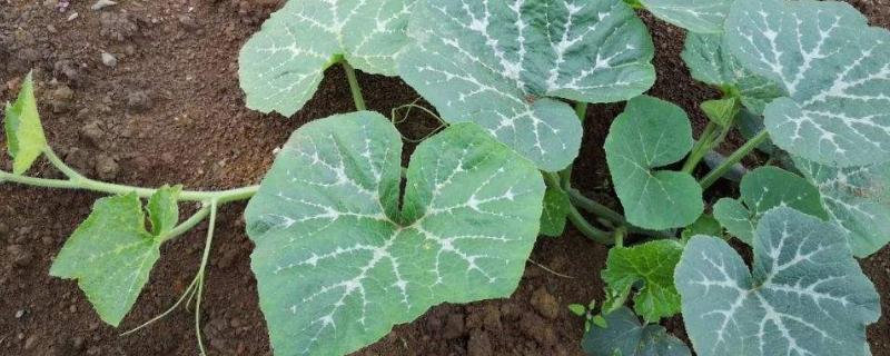 南瓜出苗后几天移栽