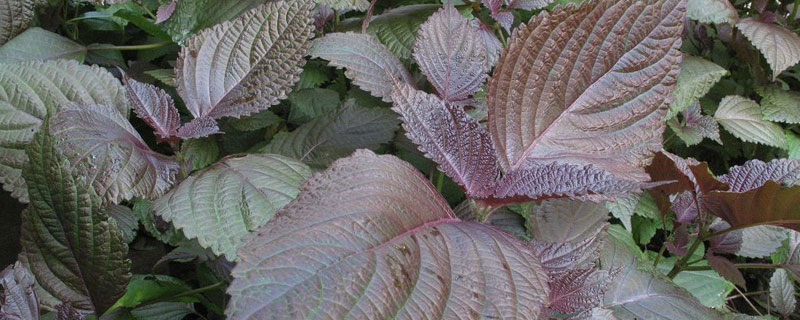 紫苏种植时间和方法