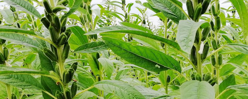 芝麻封闭除草用什么?