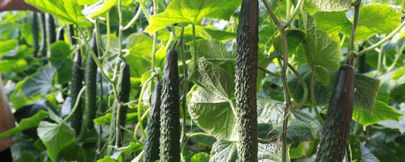 黄瓜里长蛆是什么原因