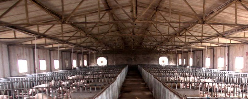 大型猪场用什么灭苍蝇