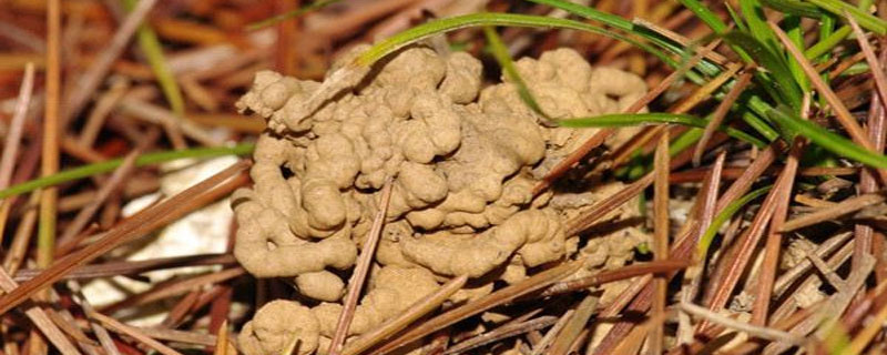 蚯蚓粪可以直接当土用吗