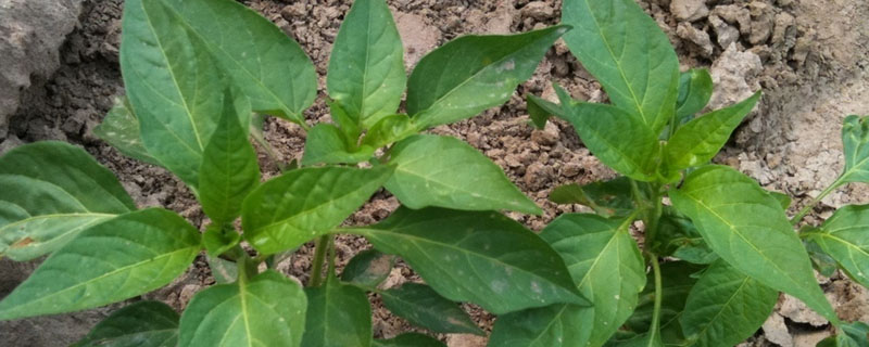 辣椒苗什么时候可以移栽