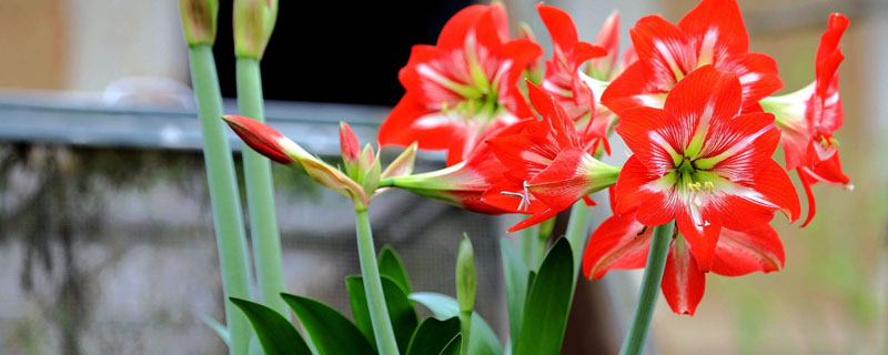 朱顶红种子怎么种?最佳种植时间?