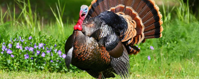 火鸡苗怎么分公母