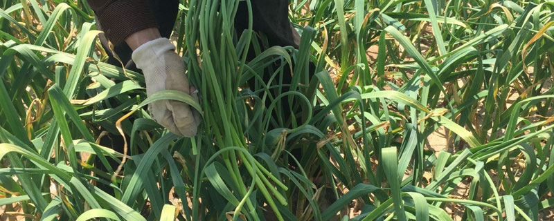 大蒜抽苔后还需要施肥吗