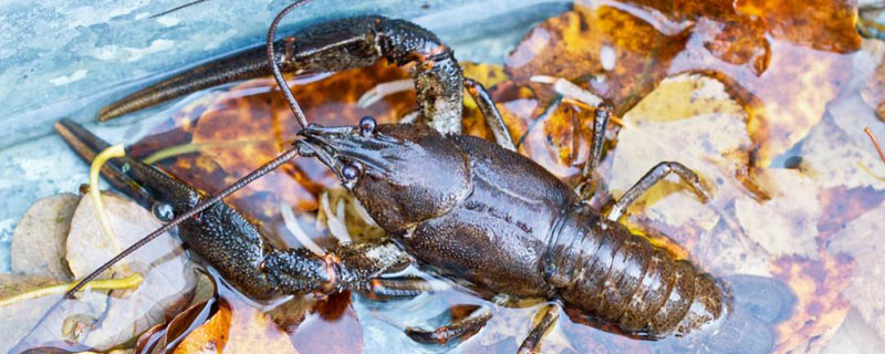 龙虾喂养什么饲料