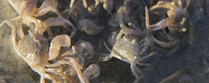 螃蟹吃什么?螃蟹怎么养殖?