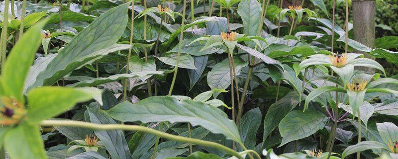 种植重楼用什么肥料长得快