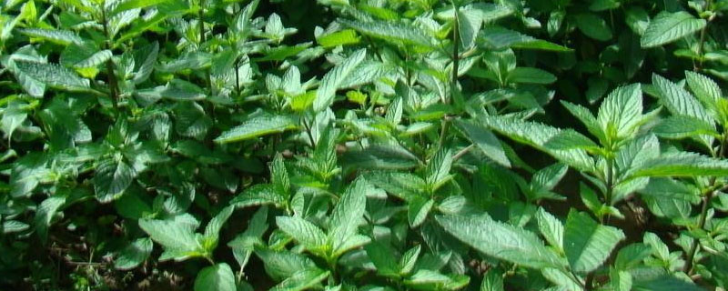 一亩地产多少斤鲜地黄