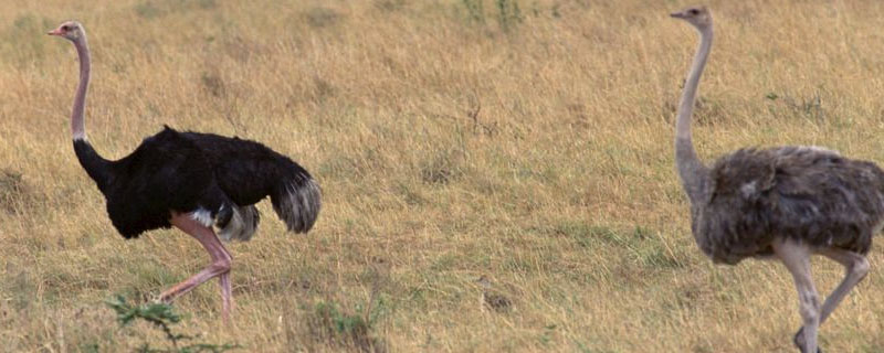鸵鸟能长多少斤