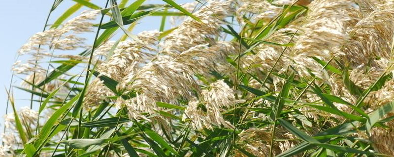 芦苇用什么除草剂可以让它死掉