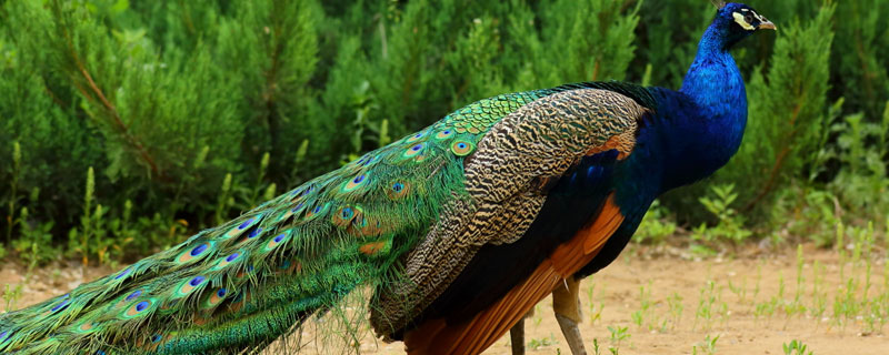 孔雀吃什么食物人工养殖