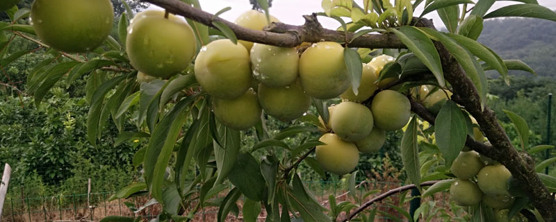 李子树苗种植技术