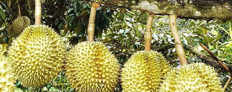 中国能种植榴莲吗