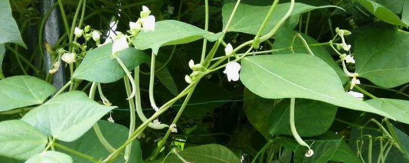 地云豆温度多少适合种植