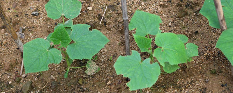 菜苗发黄什么原因?有什么方法补救?