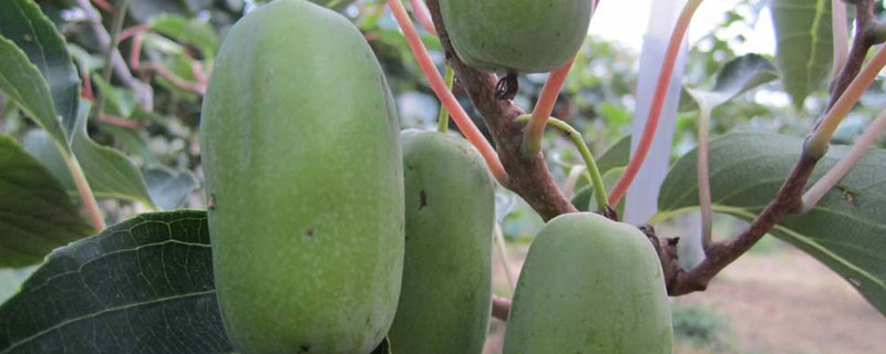软枣猕猴桃适合什么地方种植