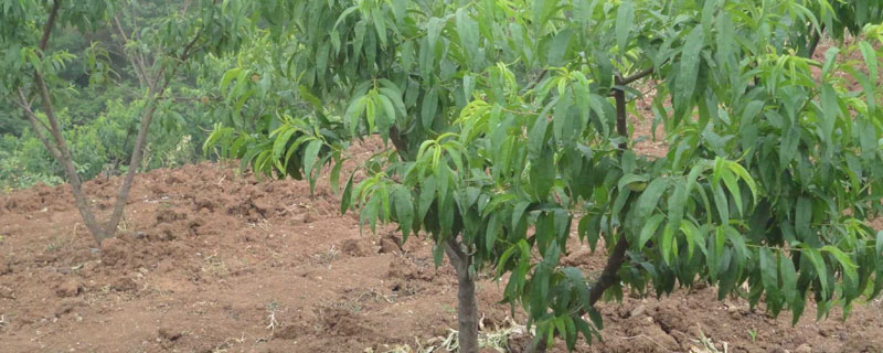 桃树病虫害防治全年用药表