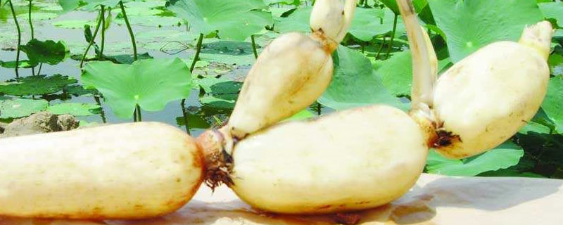 种藕怎样种植,什么时候