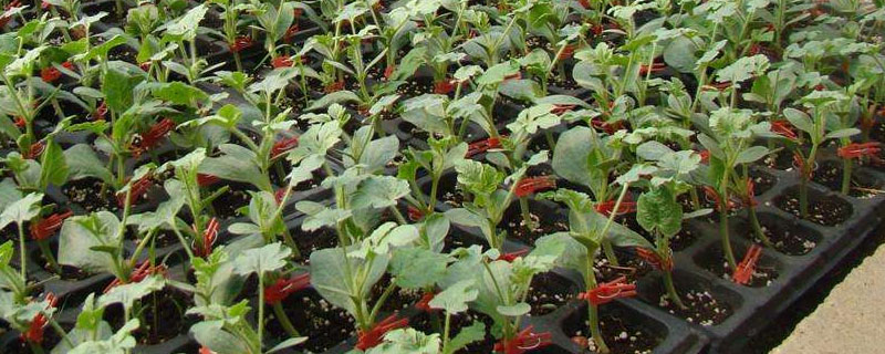 西瓜死苗是什么情况造成的