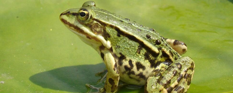 青蛙养殖国家禁止吗