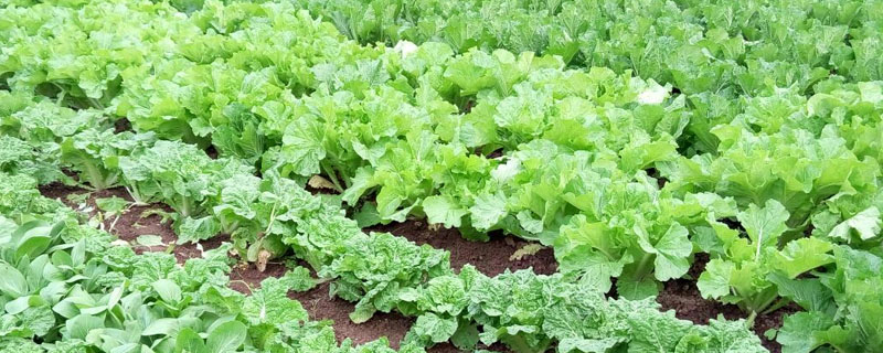 缩二脲对作物的危害及补救措施