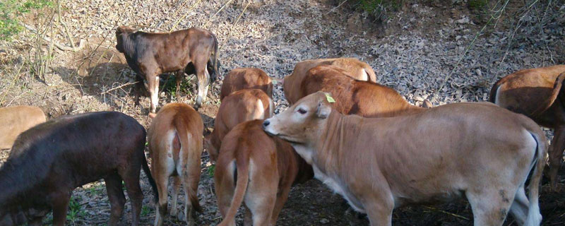 公牛配种后对生长有影响么?