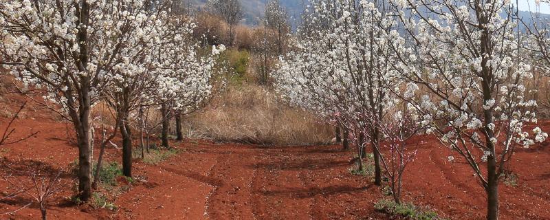 多锰锌的使用方法