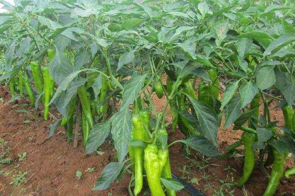 辣椒怎么种植产量高,辣椒种植需要施什么肥