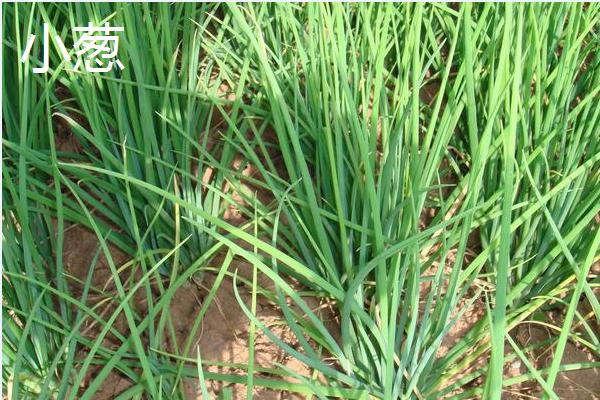 大葱亩产20000斤种植技术,大葱和小葱的区别