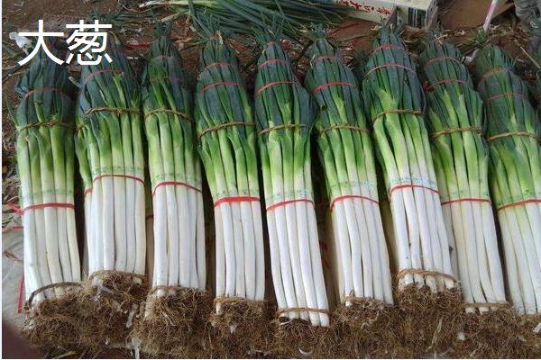 大葱亩产20000斤种植技术,大葱和小葱的区别
