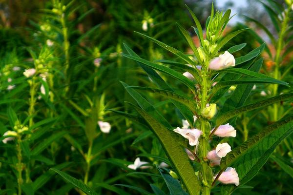 芝麻种植行距和株距