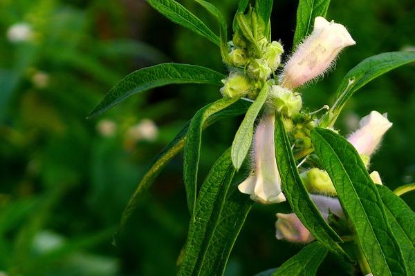 芝麻种植行距和株距