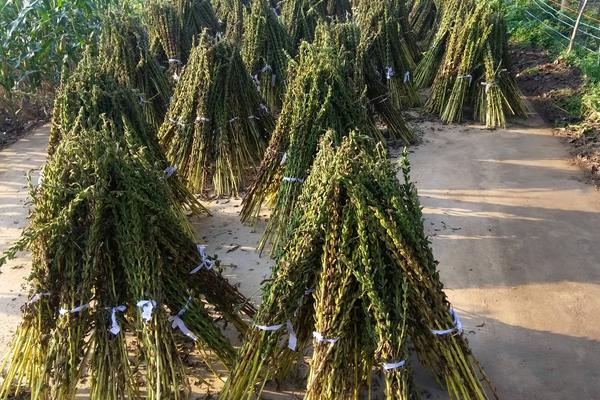 芝麻种植行距和株距