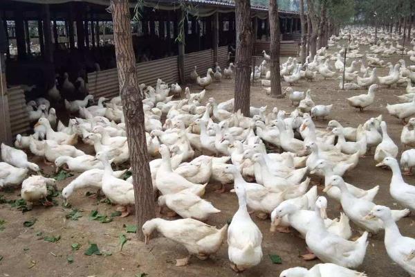 养鸭省饲料的十个方法