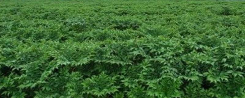 魔芋苗在什么季节移栽最适合,魔芋苗移栽注意事项