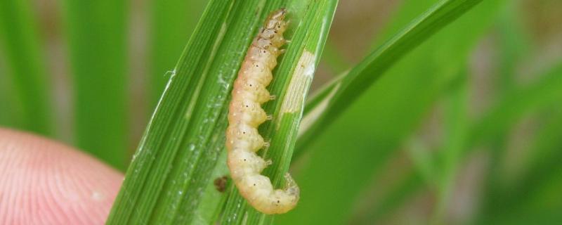水稻卷叶虫的防治方法