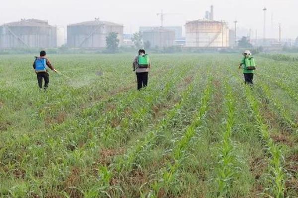 玉米苗期地老虎防治特效药