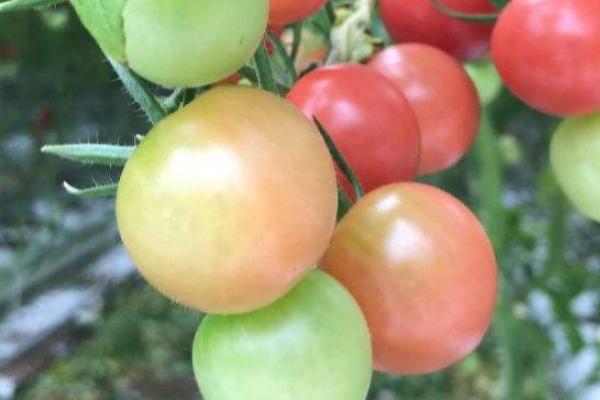 西红柿里面长蛆怎么防治