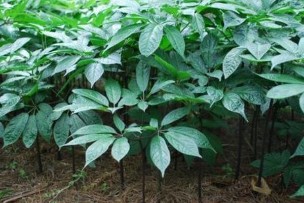 三七苗图片长什么样