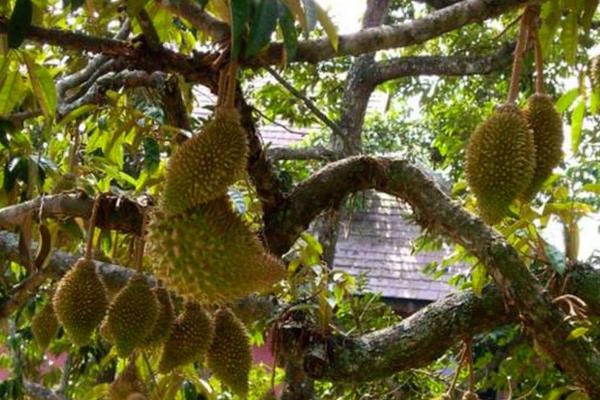 榴莲苗栽在什么地方合适