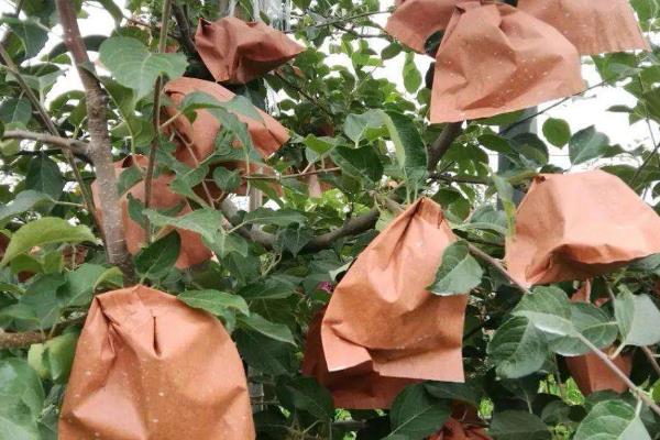 苹果套袋时间和方法