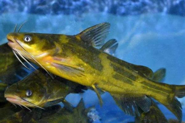 黄颡鱼一年可以养几批,附养殖技术