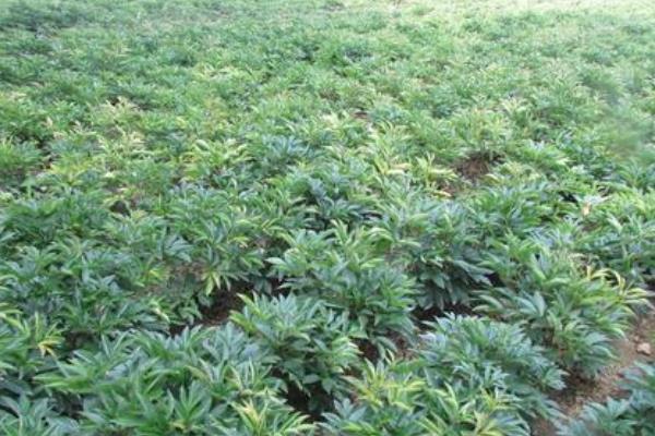 白芍种植技术及亩收益