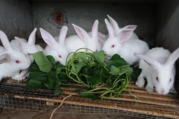 兔子怎么养殖技术