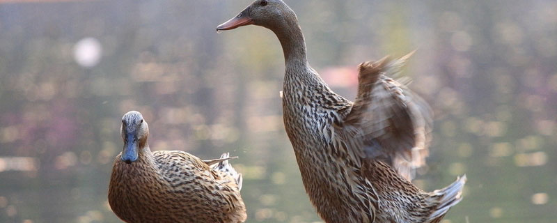 金定鸭产蛋多久后淘汰,产蛋前以及产蛋期间需要多少饲料