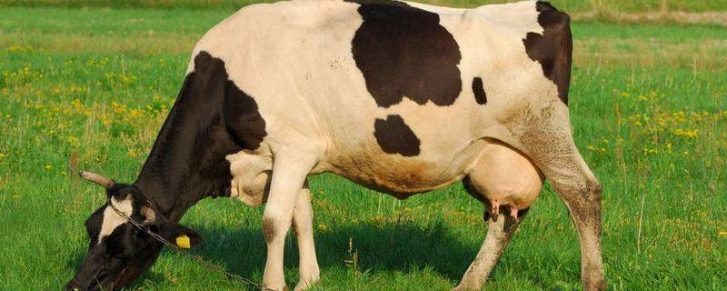 牛冷配与自然配种的区别，牛冷配的技术要点