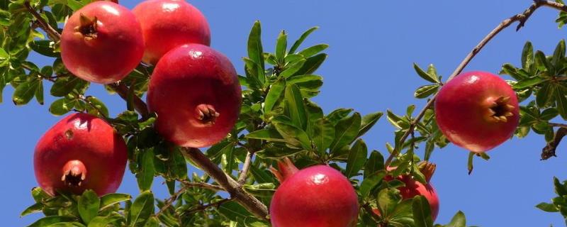 石榴裂果的原因及解决方法